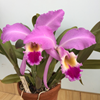 C. gaskelliana.